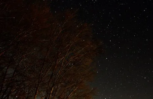 Stelle fanno capolino tra i rami della faggeta