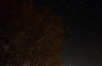 Stelle fanno capolino tra i rami della faggeta